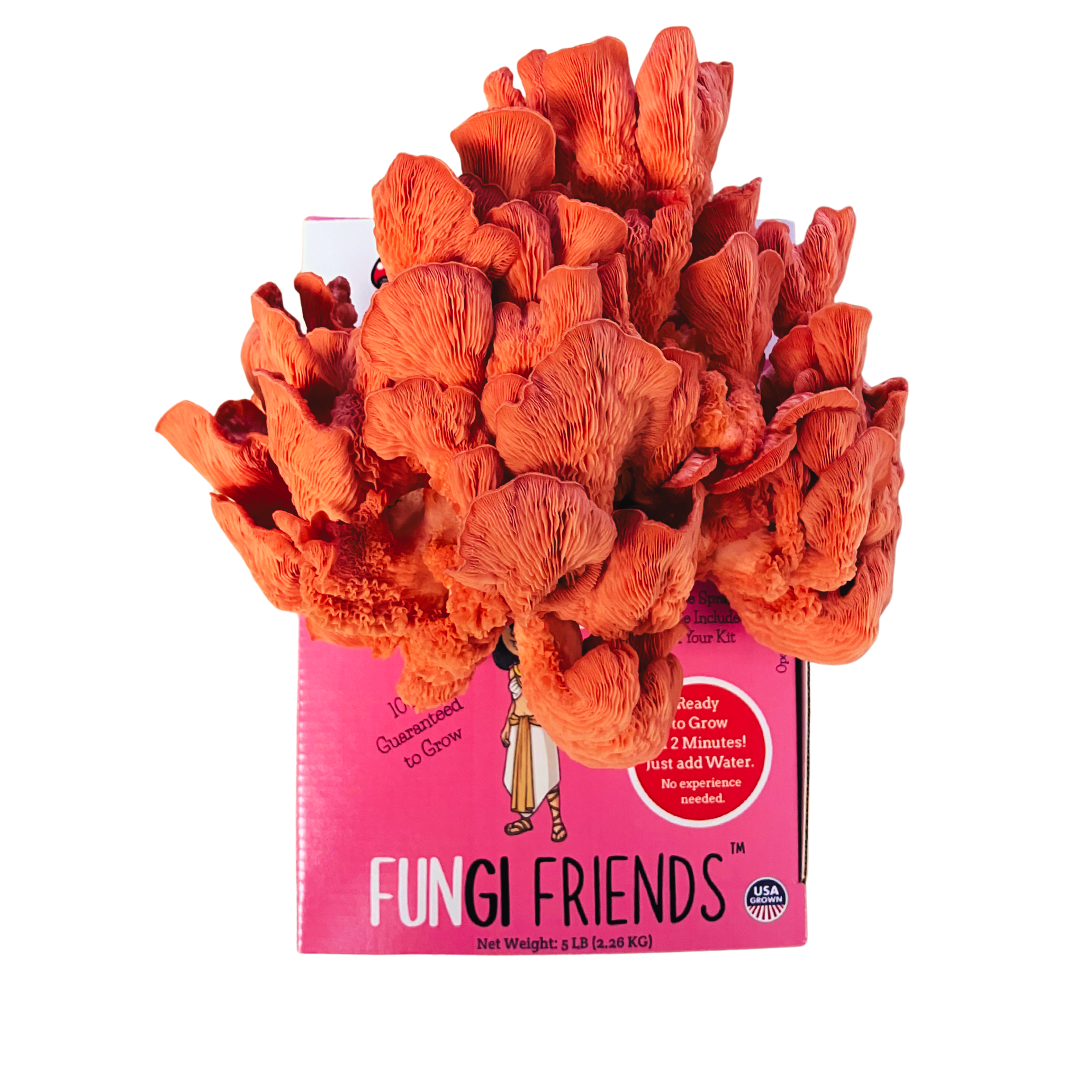 Cleopashrooma - Pink Oyster Mushroom Grow Kit - 5 LBS (with box)