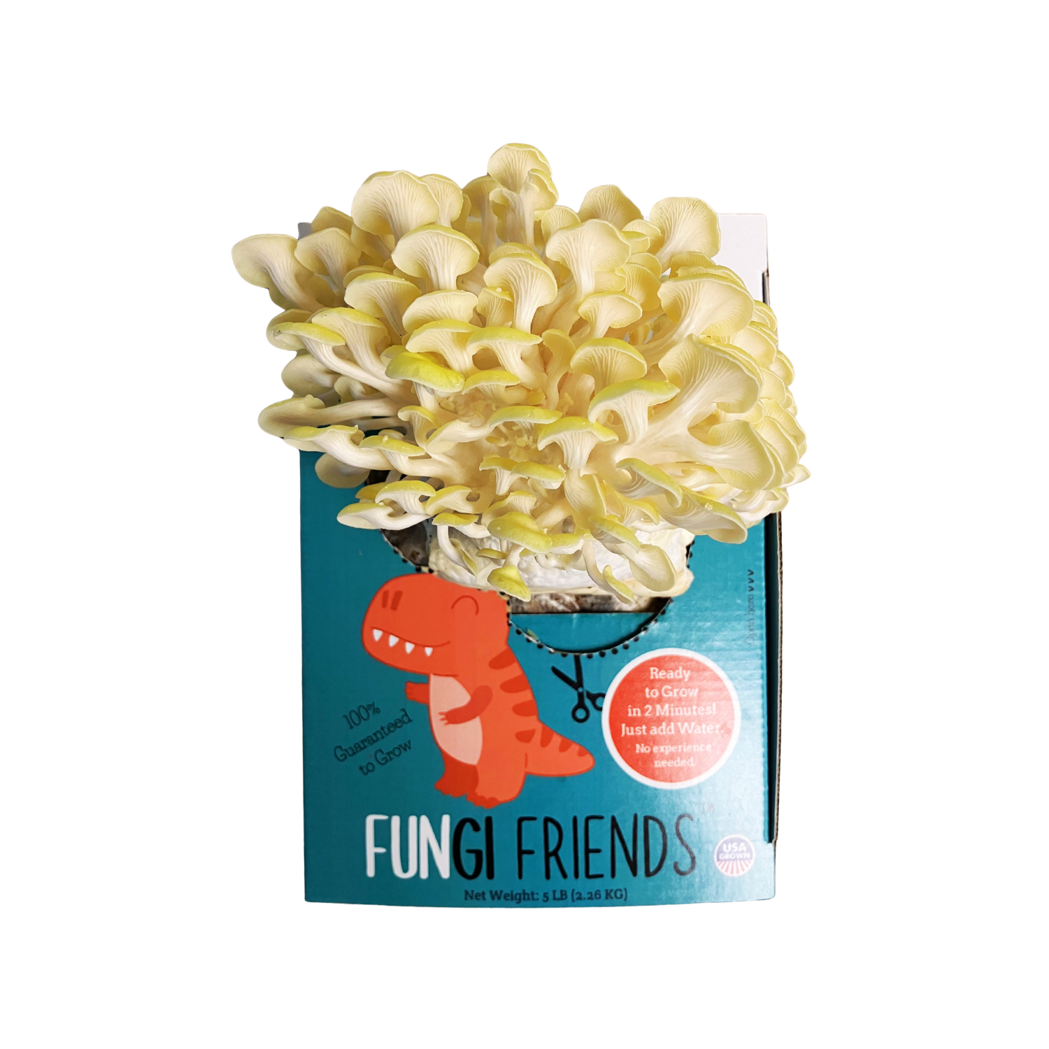 Fungisaurus Rex - Gold Oyster Mushroom Grow Kit - 5 LBS (with box)