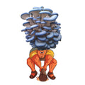 Smushrooom - Blue Oyster Mushroom Grow Kit - 6.5 LBS